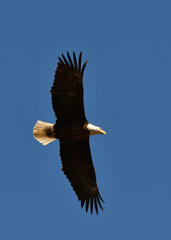 Bald Eagle in flight