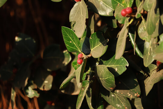 Fruit of Ficus benjamina on the tree,Banyan fig tree fruit closeup (Ficus benghalensis,