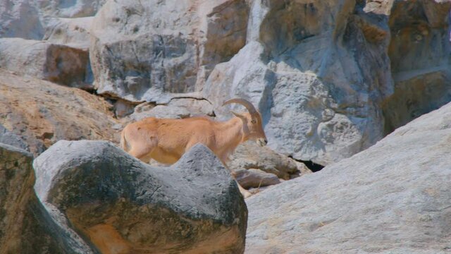 Rocky Mountain goat standing on a cliff