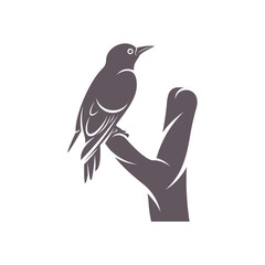 Obraz premium Woodpecker bird design vector illustration, Creative Woodpecker bird logo design concept template, symbols icons