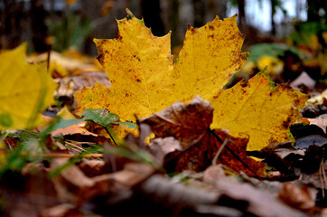 Beautiful autumn leaf 