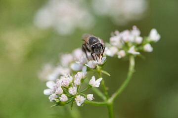 A little honey bee and white flower