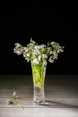 Bouquet of white snowdrops Galanthus nivalis in glass jar on dark tones on wooden background