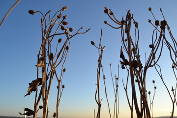 vertrocknete Pflanze 