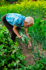 senior man farmer harvesting green onions in the vegetable garden in countryside