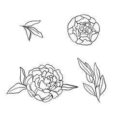 The outline of the flowers on a white background. Peonies and leaves with a simple line, vector illustration for design.