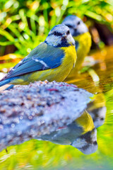 Obraz premium Blue Tit, Parus caeruleus, Forest Pond, Mediterranean Forest, Castile and Leon, Spain, Europe