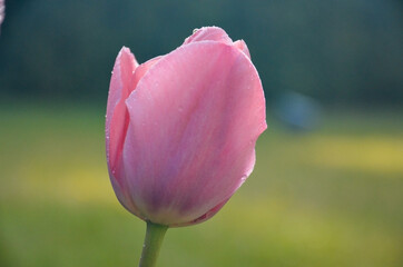 Beautiful tulip 