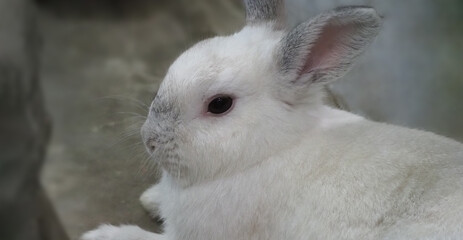 White color rabbit or bunny sitting and playing on cement floor in house and dry Barley straw and water in tray beside them. they look a bit fluffy and adorable. very popular for girl. rabbit concept.