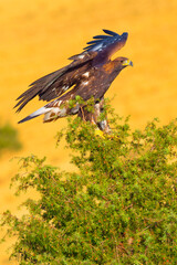 Fototapeta premium Golden Eagle, Aquila chrysaetos, Mediterranean Forest, Castile and Leon, Spain, Europe