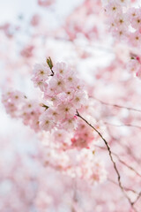 hellrosa Kirschblüten an einem Kirschbaum von unten in Richtung Himmel fotografiert