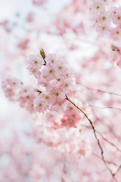 hellrosa Kirschbl&uuml;ten an einem Kirschbaum von unten in Richtung Himmel fotografiert