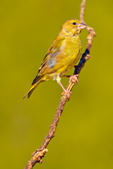 Greenfinch, Carduelis chloris, Mediterranean Forest, Castile and Leon, Spain, Europe