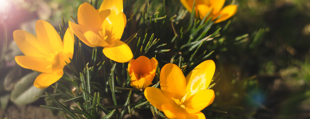 Beautiful spring flowers crocuses in the sun close up, banner