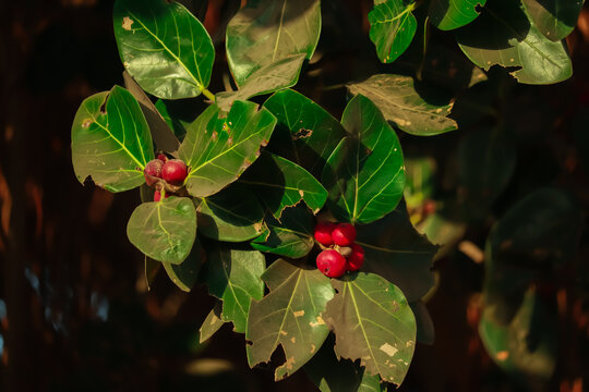 Banyan tree branches, with red coloured fruits visible,beautiful red ripe fruits of Ficus benjamina
