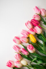 Pink fresh tulips flowers on white background