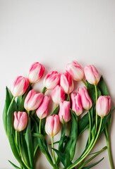 Fresh spring pink tulips. Flowers bouquet isolated on white background