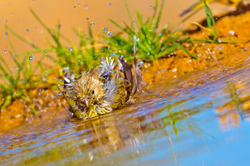 Serin, Serinus serinus, Forest Pond, Mediterranean Forest, Castile and Leon, Spain, Europe