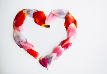 Luxury heart of colorful tulip petals isolated on white