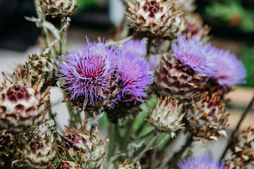 Plants for bouquets, modern business, fashion flowers and home delivery during COVID-19 epidemic and reopening