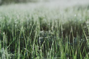 Close-up shot of green fresh grass in a field with morning dew drops