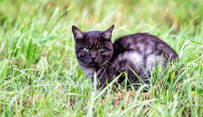 Naklejka na ściany i meble Black cat in green grass, nature.