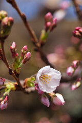 Fototapeta na wymiar 咲き始めの桜