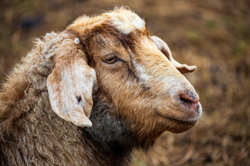 Fototapeta premium Resting Goat on Farm
