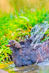 Blackbird, Turdus merula, Forest Pond, Mediterranean Forest, Castile and Leon, Spain, Europe