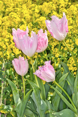 ハウステンボスと菜の花