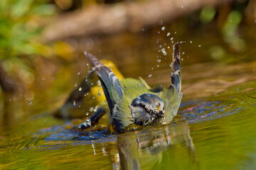 Blue Tit, Parus caeruleus, Forest Pond, Mediterranean Forest, Castile and Leon, Spain, Europe