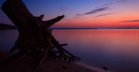 The root of a tree by the lake in the evening