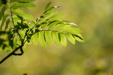 Green leaves blurred background abstract.