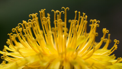Taraxacum officinale Mniszek lekarski © Zbigniew