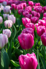 Two lines of beautiful pink tulips in the sunlight. Spring tulips are blooming in the Netherlands on the meadow