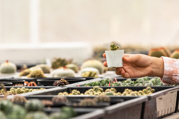 A gardener hand holding cactus in a plastic plant pot in the cactus shop. Concept of the indoor garden home.