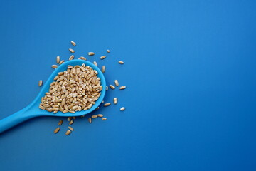 Spelled groats in a blue spoon on a blue background.