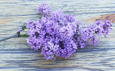 Fototapeta premium A branch of blooming lilac flowers on a wood background.Concept Hello spring.