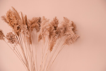 Reeds on a beige background.Fluffy pompas grass. Background of reed panicles.