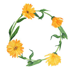 Wreath of calendula isolated on white background. Watercolor hand drawing illustration. Perfect for tea design, poster, cover, print, wrapping. Copy space. - obrazy, fototapety, plakaty