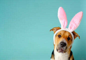 Funny dog with bunny ears on the blue background. Three-color easter outbred dog looking at the camera. Copy space, place for text, banner.