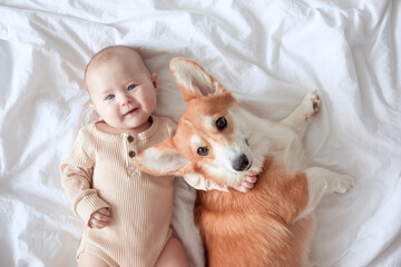 An infant and ginger corgi pembroke laying on a white sheet and looking at the camera, top view. The concept of relationships between baby and dog. Smiling baby holds a pet's muzzle.