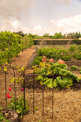 Rhubarb patch in an english country garden.