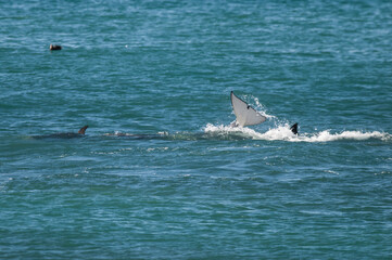 Fototapeta premium Killer whale hunting sea lions, Peninsula valdes, Patagonia Argentina