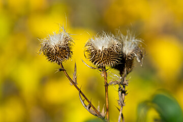 Burdock thorn close-up, autumn nature.