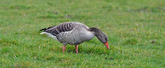 Greylag goose // Graugans (Anser anser) © bennytrapp