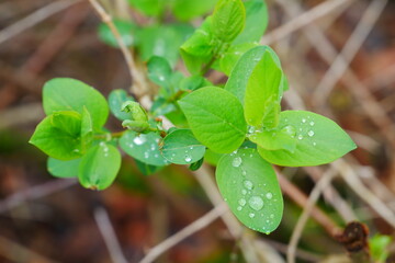 raindrops on young green leaves in spring