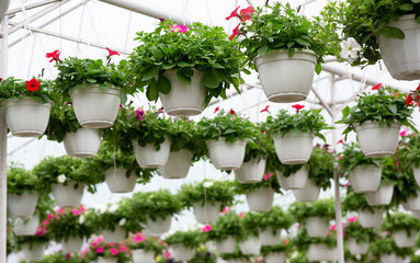 Fototapeta na wymiar Beautiful hanging white pots in greenhouse in spring, sale of plants for garden decoration