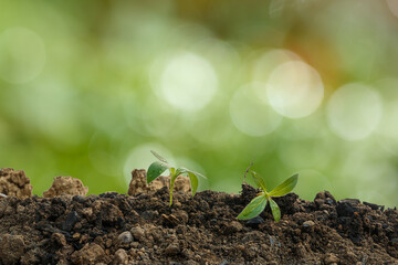 The planting  seedling are growing from the rich soil in morning  on bokeh background, ecology concept.