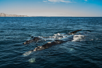 Fototapeta premium Sohutern right whales in the surface, endangered species, Patagonia,Argentina